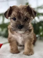 J.Jay, a male Morkie for sale in Rock Stream, NY – Photo 2 of 10