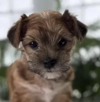 J.Jay, a male Morkie for sale in Rock Stream, NY – Photo 7 of 10