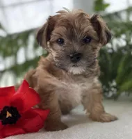 J.Jay, a male Morkie for sale in Rock Stream, NY – Photo 9 of 10