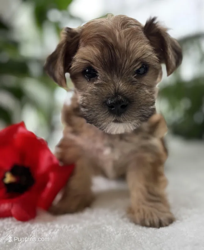J.Jay, a male Morkie for sale in Rock Stream, NY – Photo 1 of 10