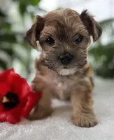 J.Jay, a male Morkie for sale in Rock Stream, NY – Photo 1 of 10