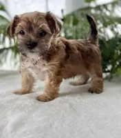J.Jay, a male Morkie for sale in Rock Stream, NY – Photo 6 of 10