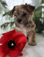 J.Jay, a male Morkie for sale in Rock Stream, NY – Photo 5 of 10