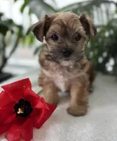 J.Jay, a male Morkie for sale in Rock Stream, NY – Photo 4 of 10