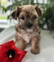 J.Jay, a male Morkie for sale in Rock Stream, NY – Photo 10 of 10