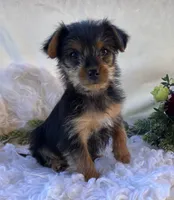 MR Pepsi, a male Yorkshire Terrier for sale in Rock Stream, NY – 7 of 10
