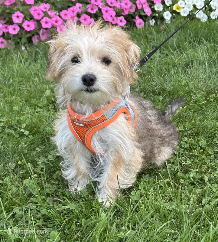 Bradley  – Morkie puppy for sale in Rock Stream, NY