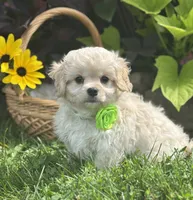 Karmel, a male Cavalier King Charles Spaniel and Maltese for sale in Rock Stream, NY – 5 of 10