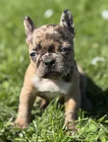 Cookie, a female Frenchton for sale in Rock Stream, NY – 10 of 10