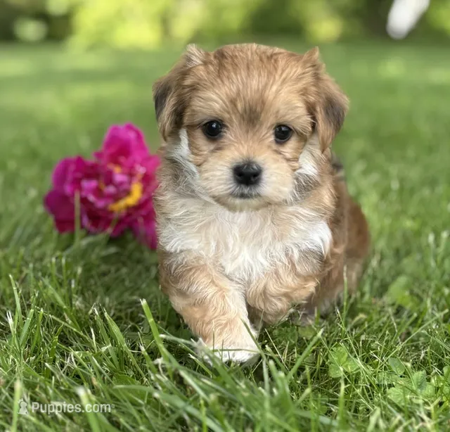 Bryce – Morkie puppy for sale in Rock Stream, NY