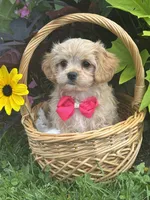 Kandy, a female Cavalier King Charles Spaniel and Maltese for sale in Rock Stream, NY – 8 of 9