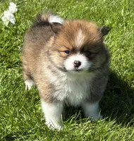 Moppet, a male Pomeranian for sale in Rock Stream, NY – 10 of 10