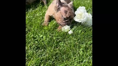 Coconut , a female Frenchton for sale in Rock Stream, NY – 3 of 10