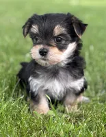 Baby Doll , a female Morkie for sale in Rock Stream, NY – 7 of 10