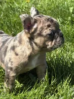 Coconut , a female Frenchton for sale in Rock Stream, NY – 4 of 10