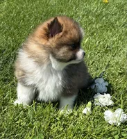 Moppet, a male Pomeranian for sale in Rock Stream, NY – 8 of 10