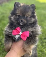 Muffin, a female Pomeranian for sale in Rock Stream, NY – 5 of 10