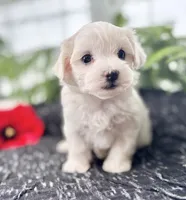 Allison , a female Maltese for sale in Rock Stream, NY – 3 of 10