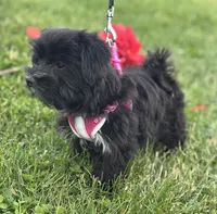 Miss Janie, a female Morkie for sale in Rock Stream, NY – 3 of 10