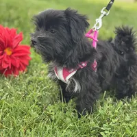 Miss Janie, a female Morkie for sale in Rock Stream, NY – 7 of 10