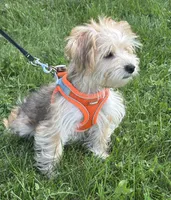 Bradley , a male Morkie for sale in Rock Stream, NY – 4 of 10