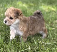 Bradley , a male Morkie for sale in Rock Stream, NY – 10 of 10