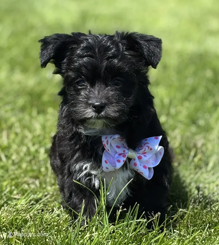 Zoey – Morkie puppy for sale in Rock Stream, NY