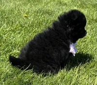 Minx, a female Pomeranian for sale in Rock Stream, NY – 2 of 8