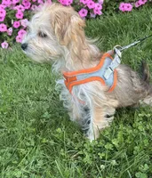 Bradley , a male Morkie for sale in Rock Stream, NY – 5 of 10