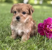 Brookie , a female Morkie for sale in Rock Stream, NY – 9 of 10