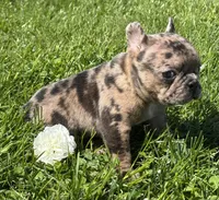 Coconut , a female Frenchton for sale in Rock Stream, NY – 8 of 10