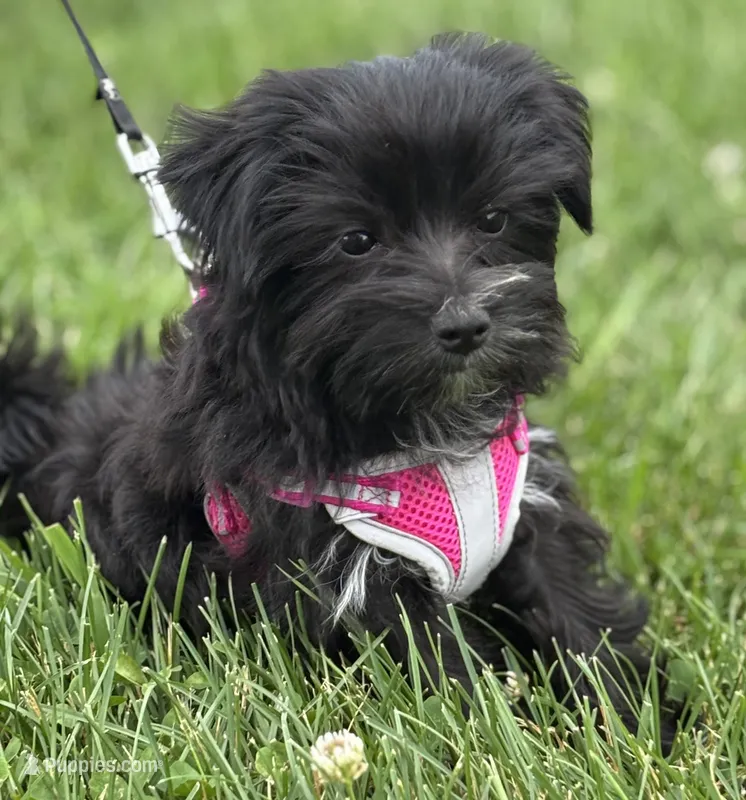 Miss Janie – Morkie puppy for sale in Rock Stream, NY