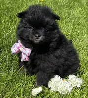 Minx, a female Pomeranian for sale in Rock Stream, NY – 6 of 8