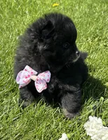 Minx, a female Pomeranian for sale in Rock Stream, NY – 7 of 8