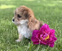 Bryce, a male Morkie for sale in Rock Stream, NY – 5 of 10