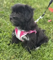 Miss Janie, a female Morkie for sale in Rock Stream, NY – 8 of 10
