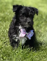 Zoey, a female Morkie for sale in Rock Stream, NY – 2 of 10