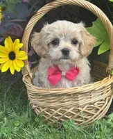 Kandy, a female Cavalier King Charles Spaniel and Maltese for sale in Rock Stream, NY – 3 of 9