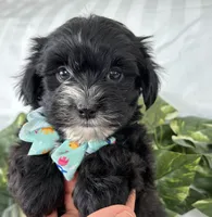 Prince, a male Morkie for sale in Rock Stream, NY – Photo 6 of 10