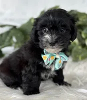 Prince, a male Morkie for sale in Rock Stream, NY – Photo 4 of 10