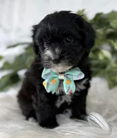 Prince, a male Morkie for sale in Rock Stream, NY – Photo 9 of 10