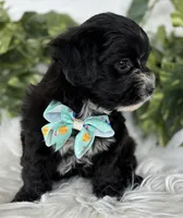 Prince, a male Morkie for sale in Rock Stream, NY – Photo 2 of 10