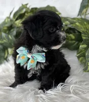 Prince, a male Morkie for sale in Rock Stream, NY – Photo 10 of 10