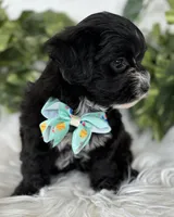 Prince, a male Morkie for sale in Rock Stream, NY – Photo 7 of 10