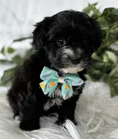 Prince, a male Morkie for sale in Rock Stream, NY – Photo 5 of 10