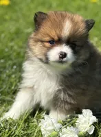 Moppet, a male Pomeranian for sale in Rock Stream, NY – 2 of 10
