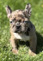 Cookie, a female Frenchton for sale in Rock Stream, NY – 4 of 10