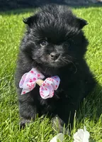 Minx, a female Pomeranian for sale in Rock Stream, NY – 3 of 8