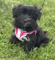 Miss Janie, a female Morkie for sale in Rock Stream, NY – 5 of 10