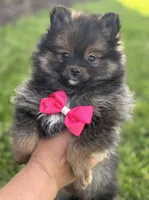 Muffin, a female Pomeranian for sale in Rock Stream, NY – 2 of 10
